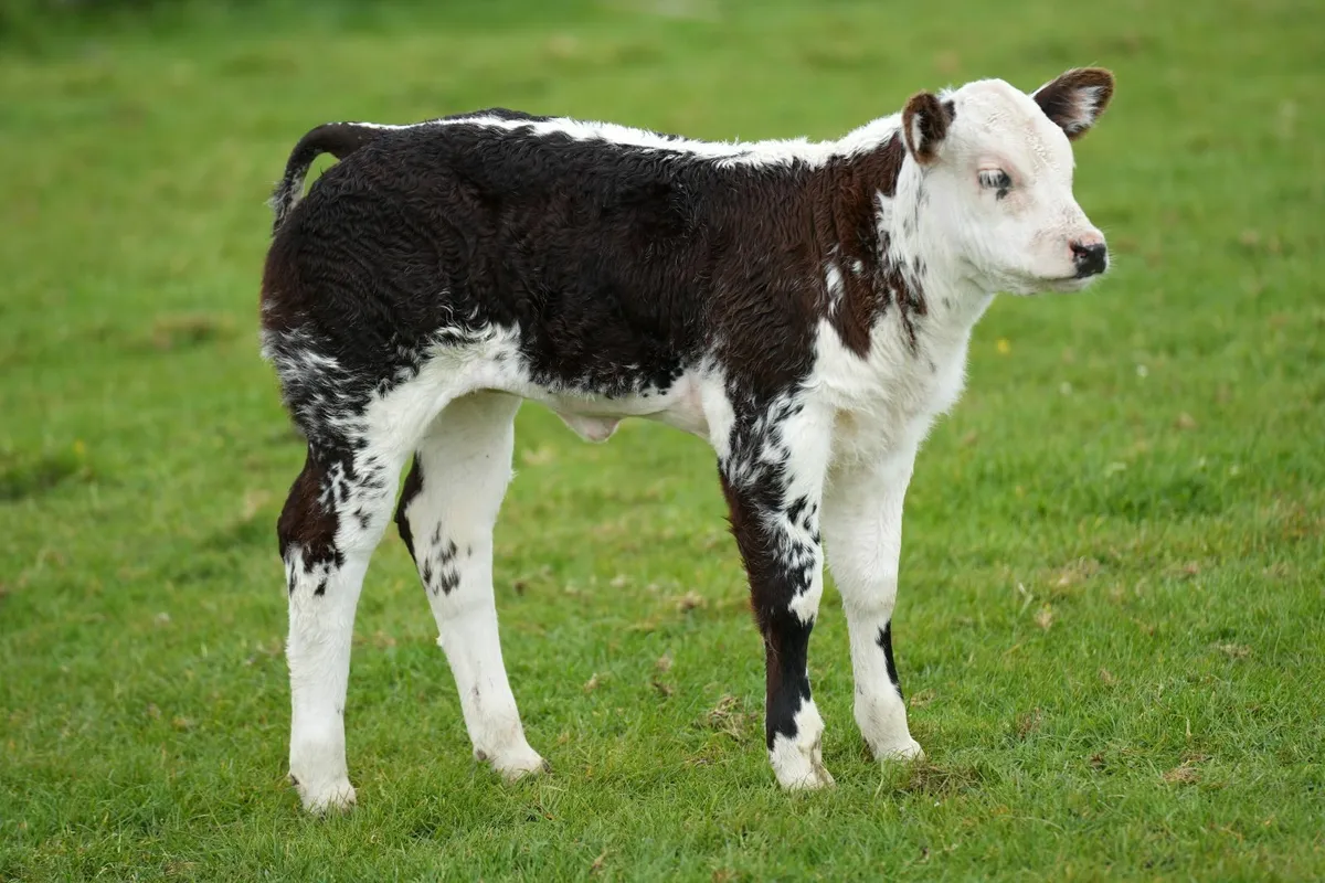 ✨ 2 Cows & Show Blue Heifer Calves ✨ - Image 1