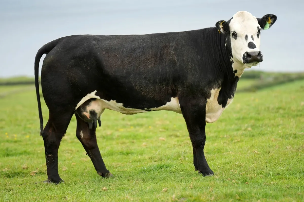 ✨ 2 Cows & Show Blue Heifer Calves ✨ - Image 3