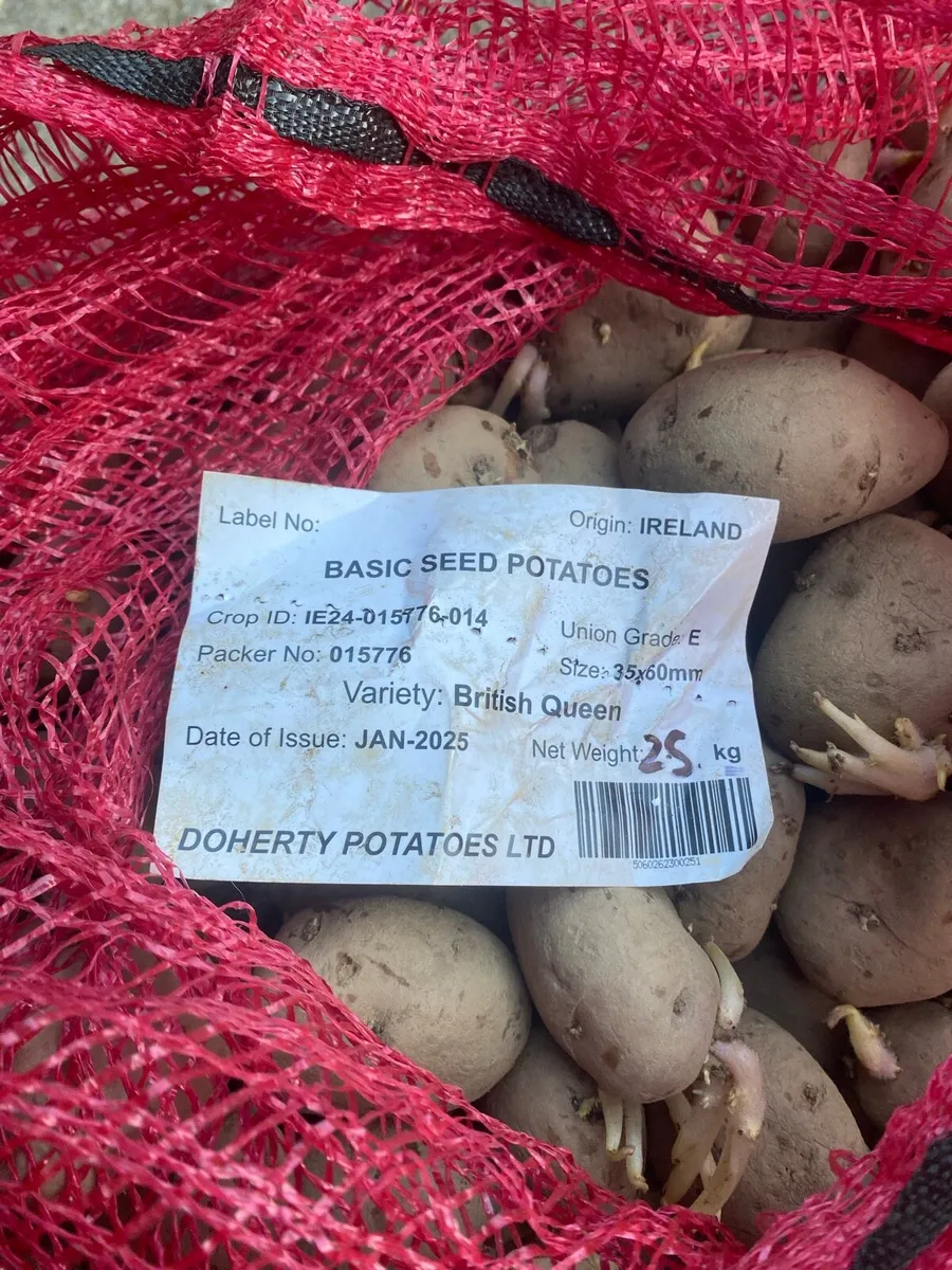 Seed potatoes - Image 2