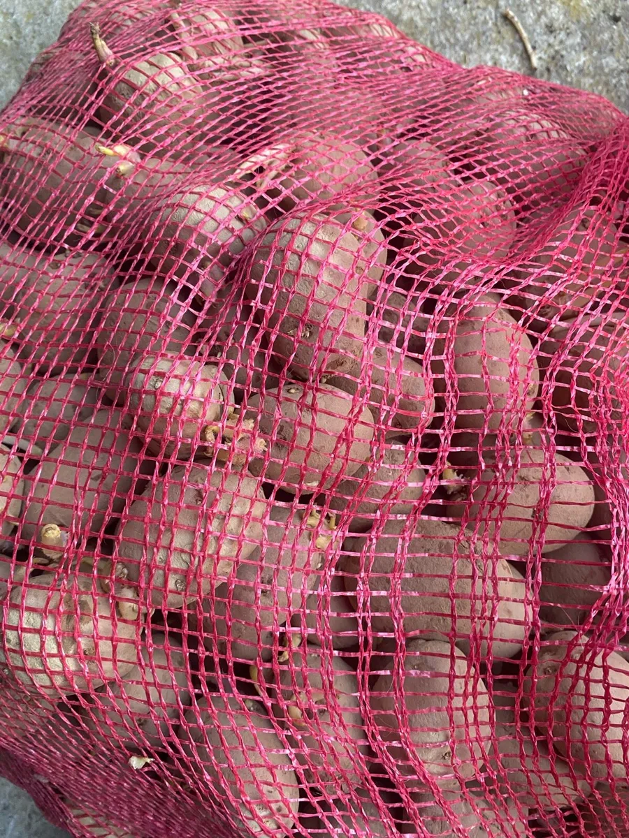 Seed potatoes - Image 1