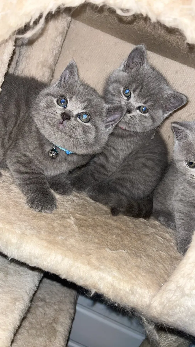 British shorthair kittens - Image 1