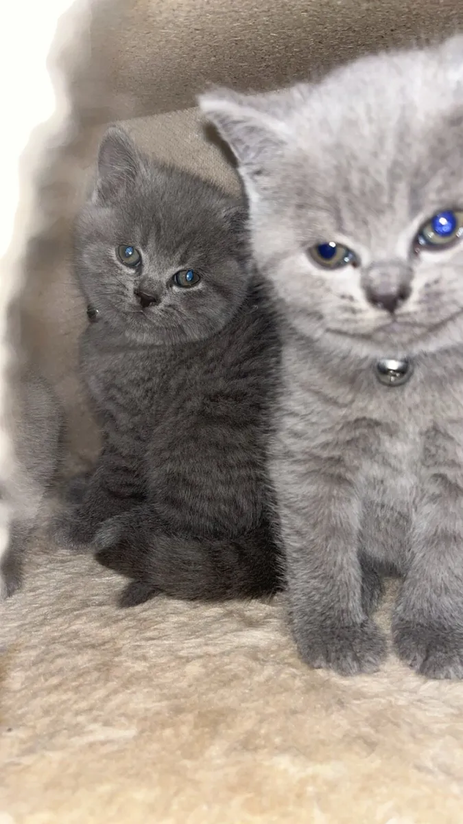 British shorthair kittens - Image 2