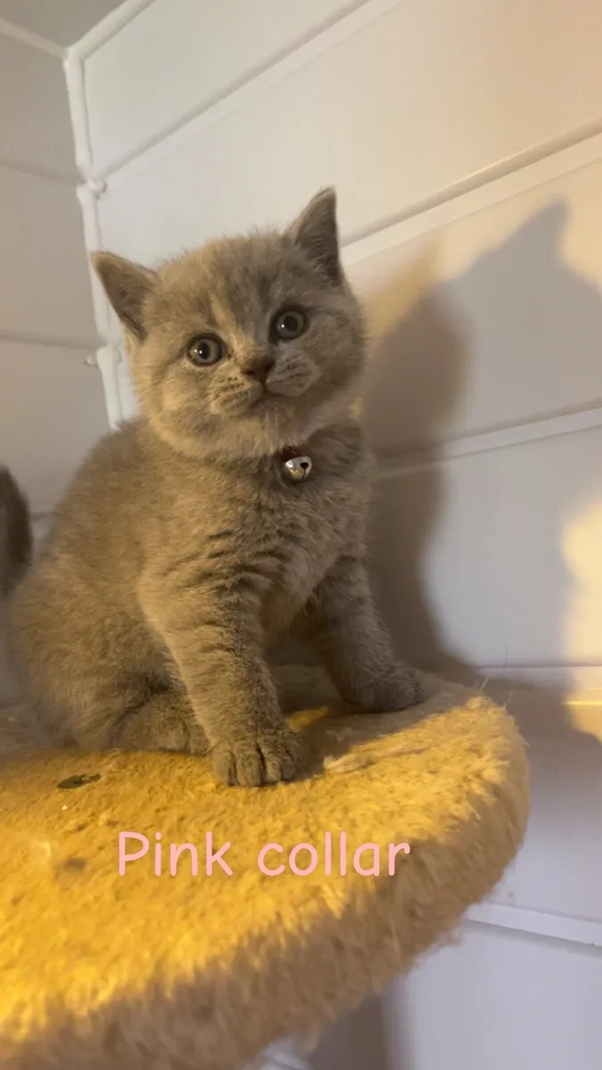 British shorthair kittens - Image 3