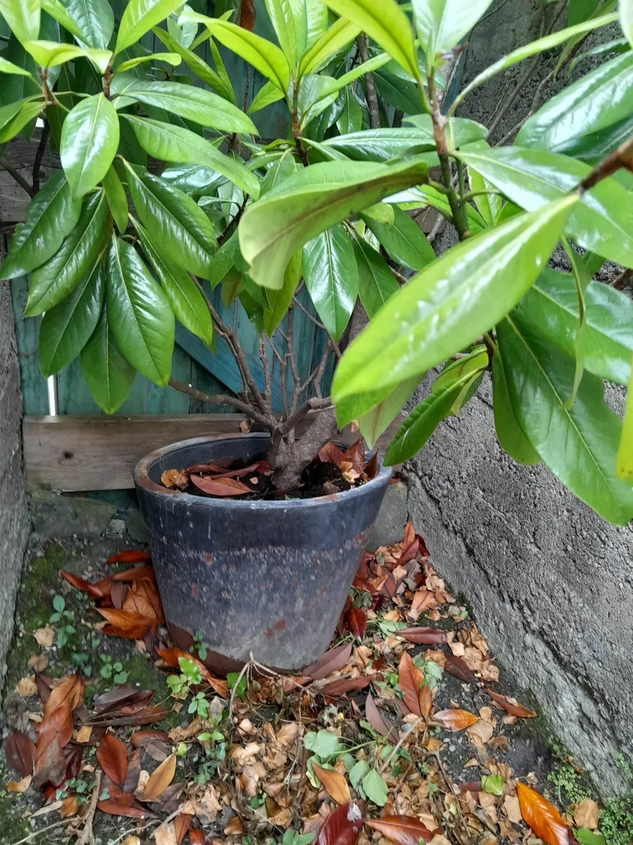 Magnolia Grandiflora Galisoniensis - Image 1
