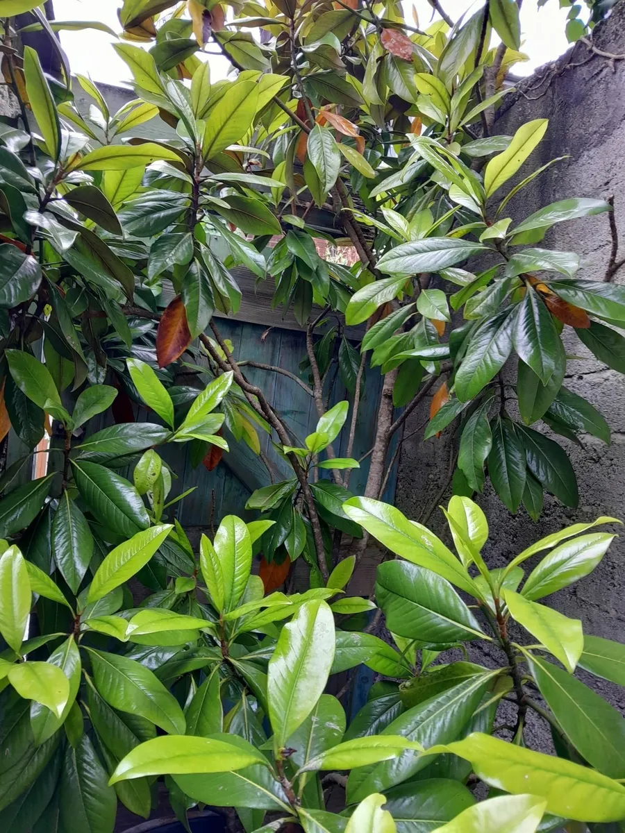 Magnolia Grandiflora Galisoniensis - Image 2