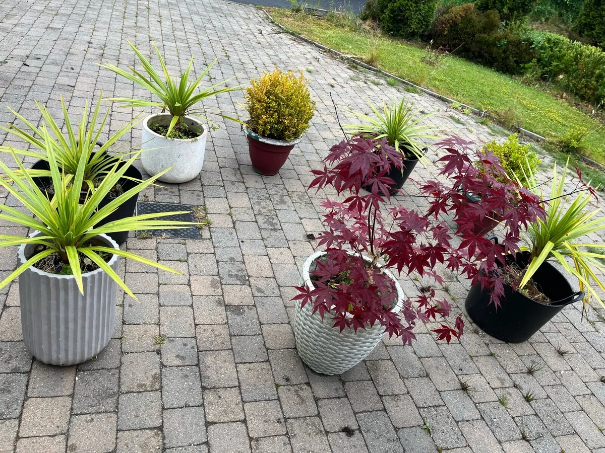 Garden Plants - Image 1