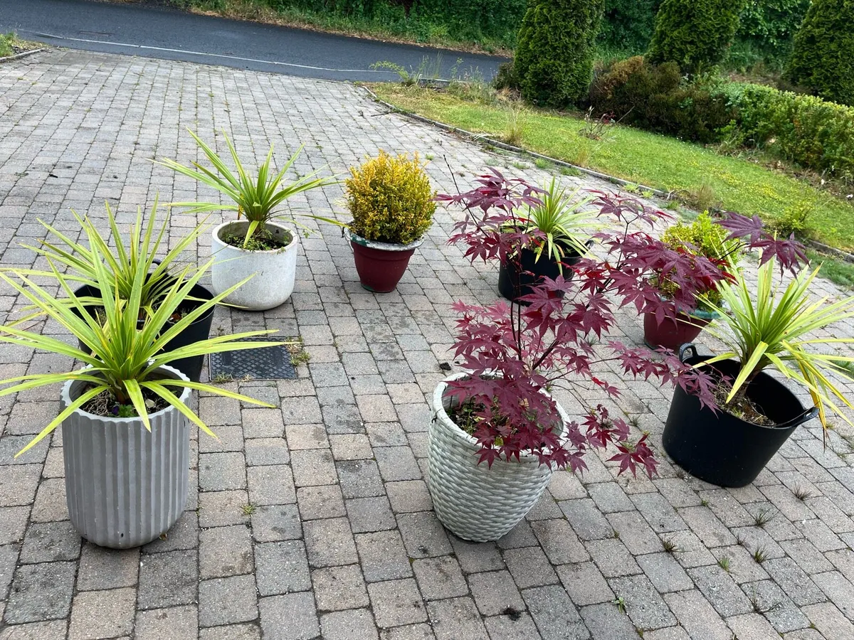 Garden Plants - Image 2