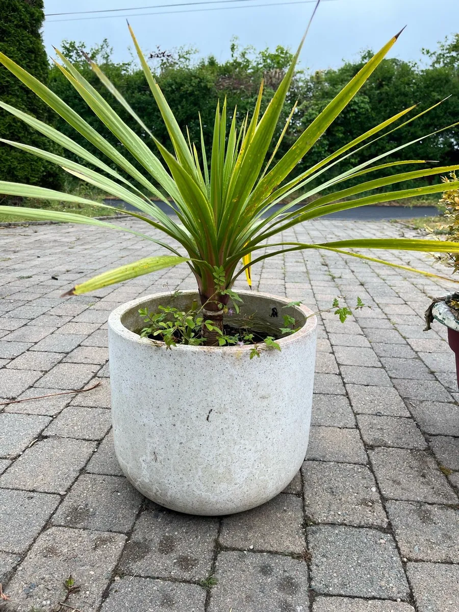 Garden Plants - Image 3