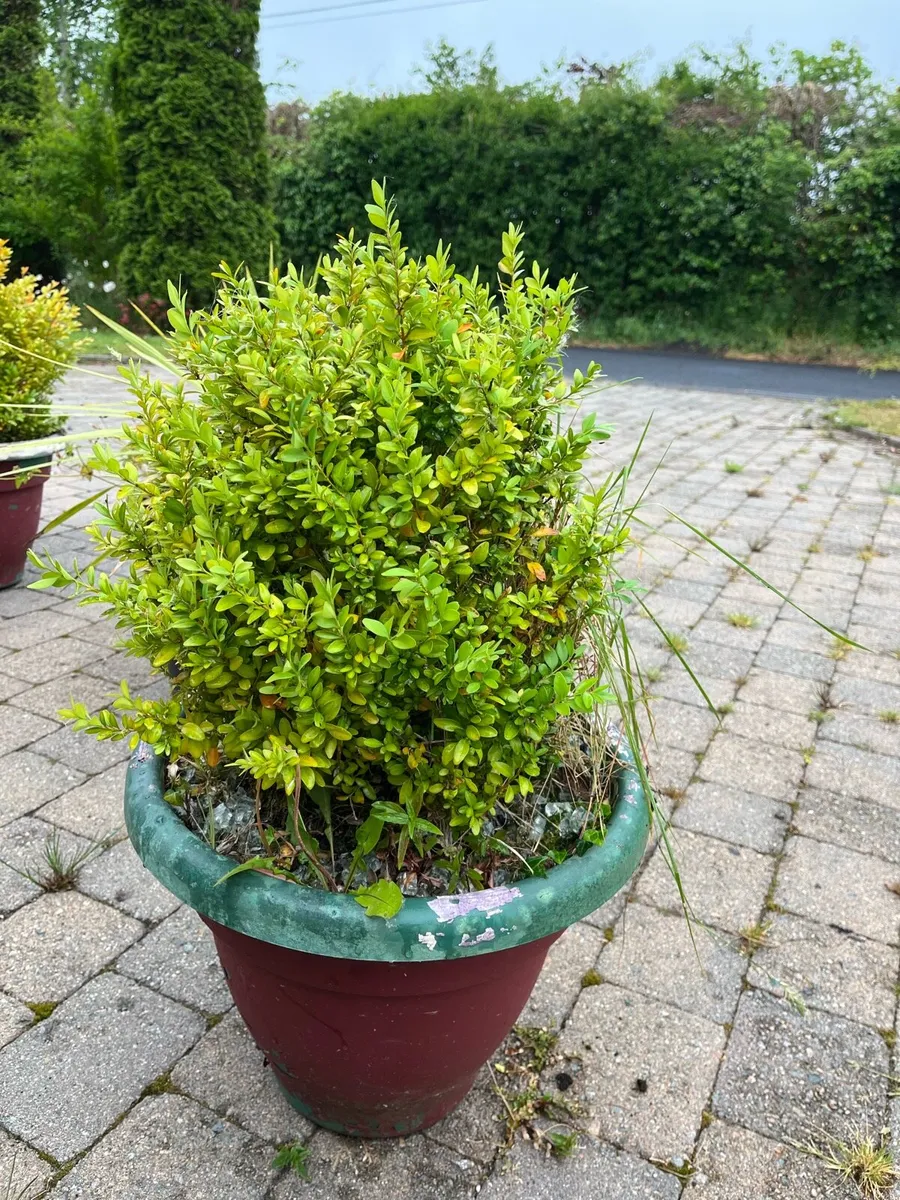 Garden Plants - Image 4