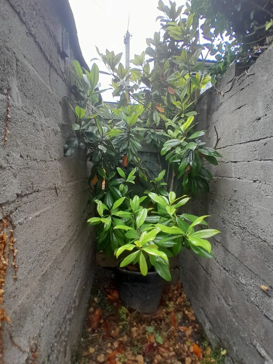 Magnolia Grandiflora Galisoniensis - Image 4
