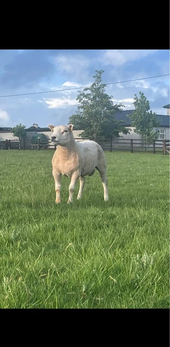 Texel x Lynne hogget ram - Image 2