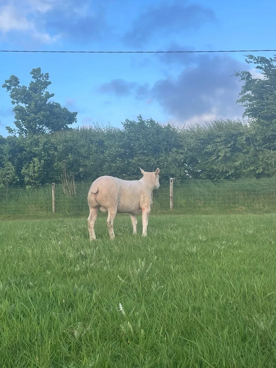 Texel x Lynne hogget ram - Image 3