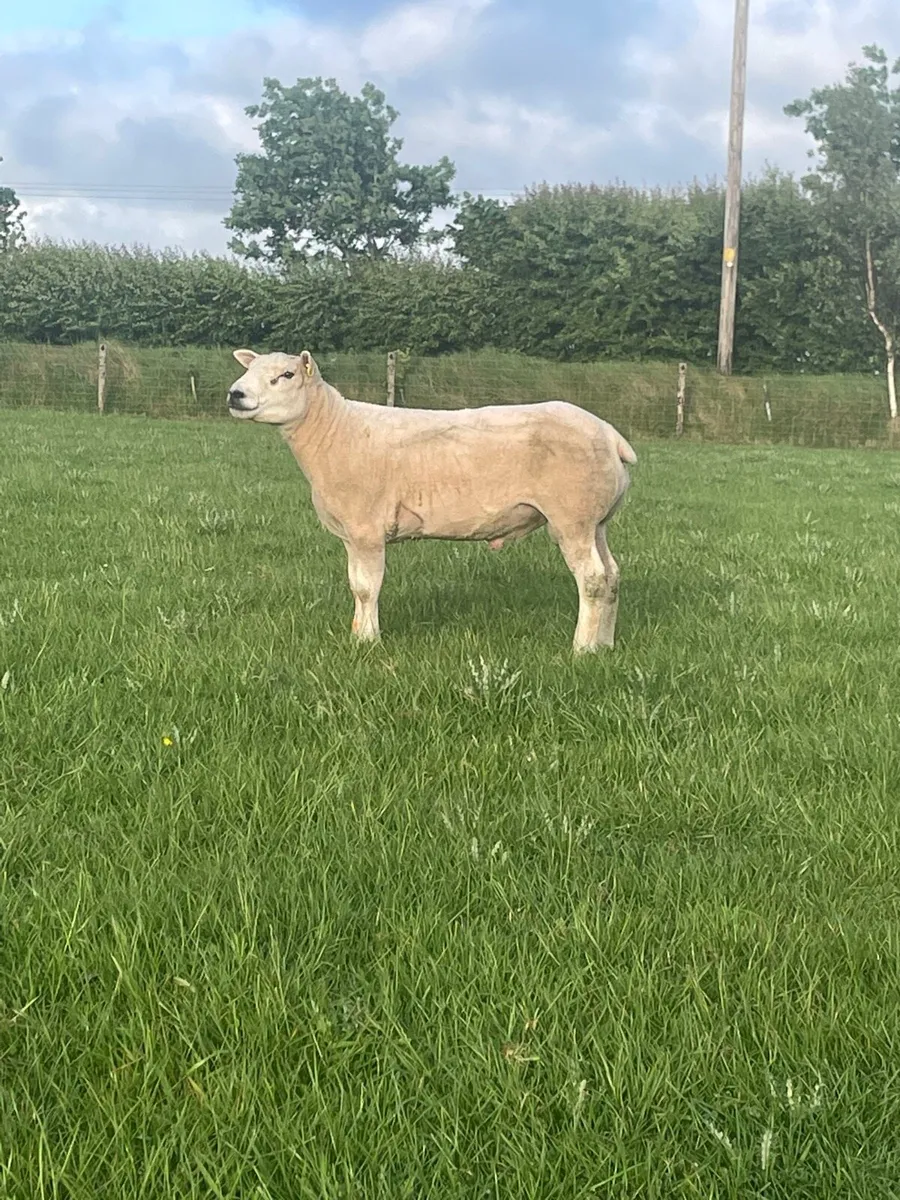 Texel x Lynne hogget ram - Image 1