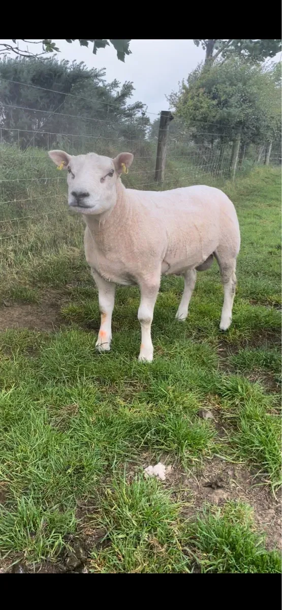 Texel x Lynne hogget ram - Image 4