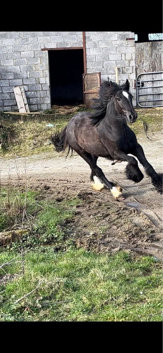 Cob filly 3 year old - Image 1