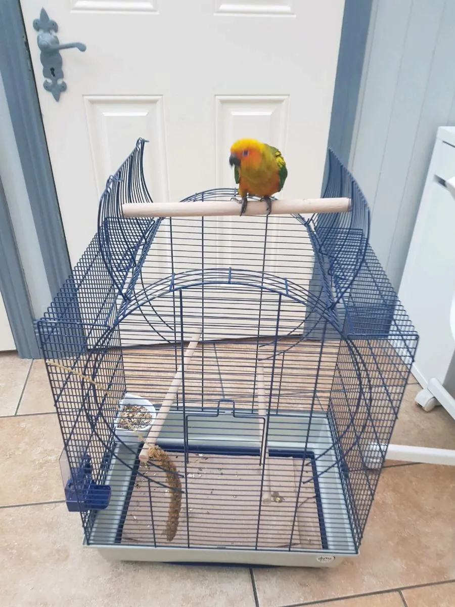 Hand-reared Sun Conures & Amazon - Image 2
