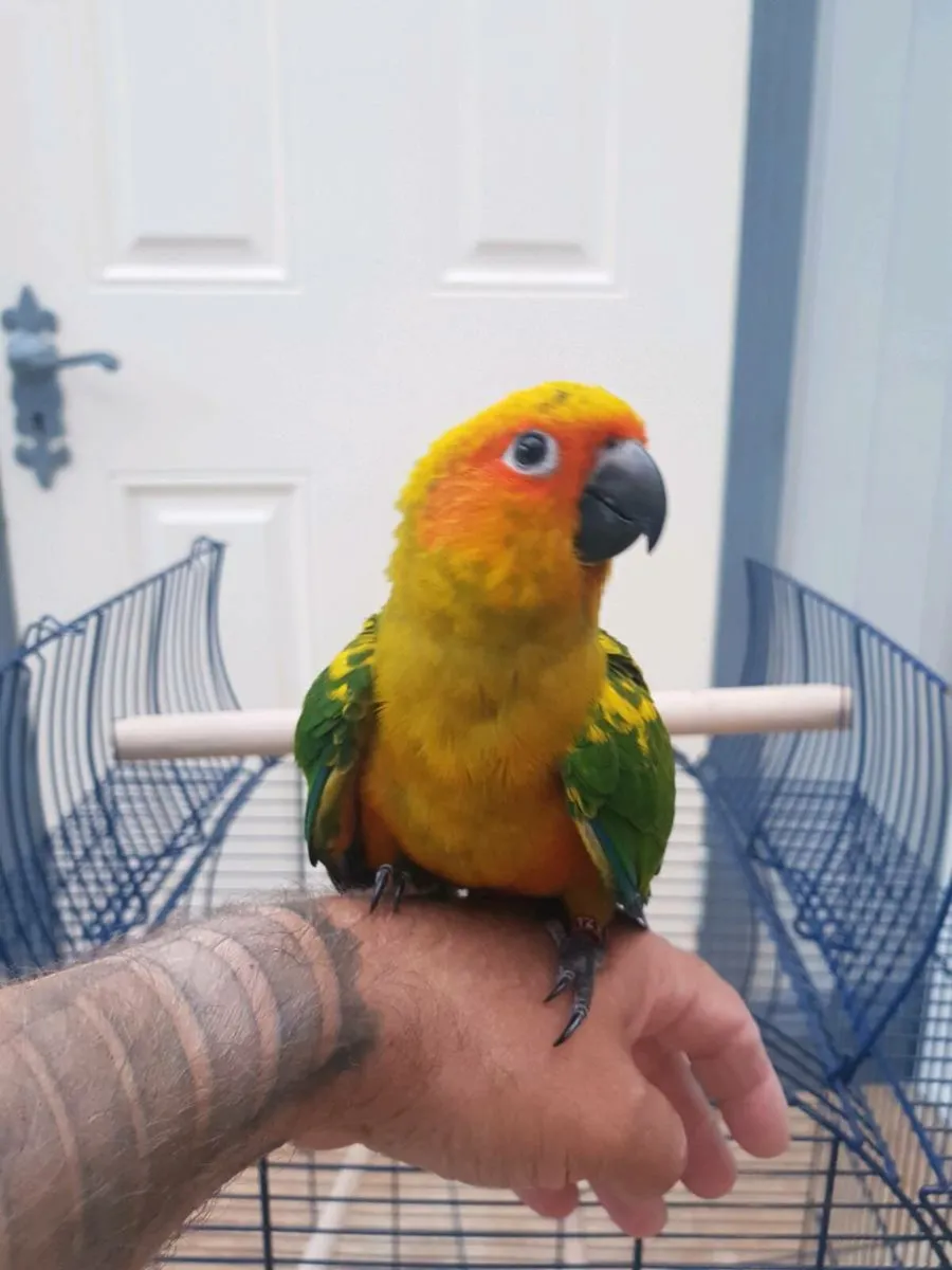 Hand-reared Sun Conures & Amazon - Image 1