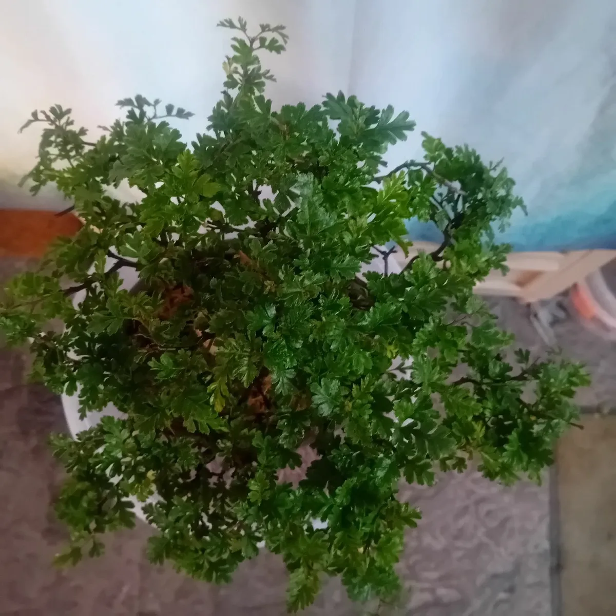 Bonsai - Image 3