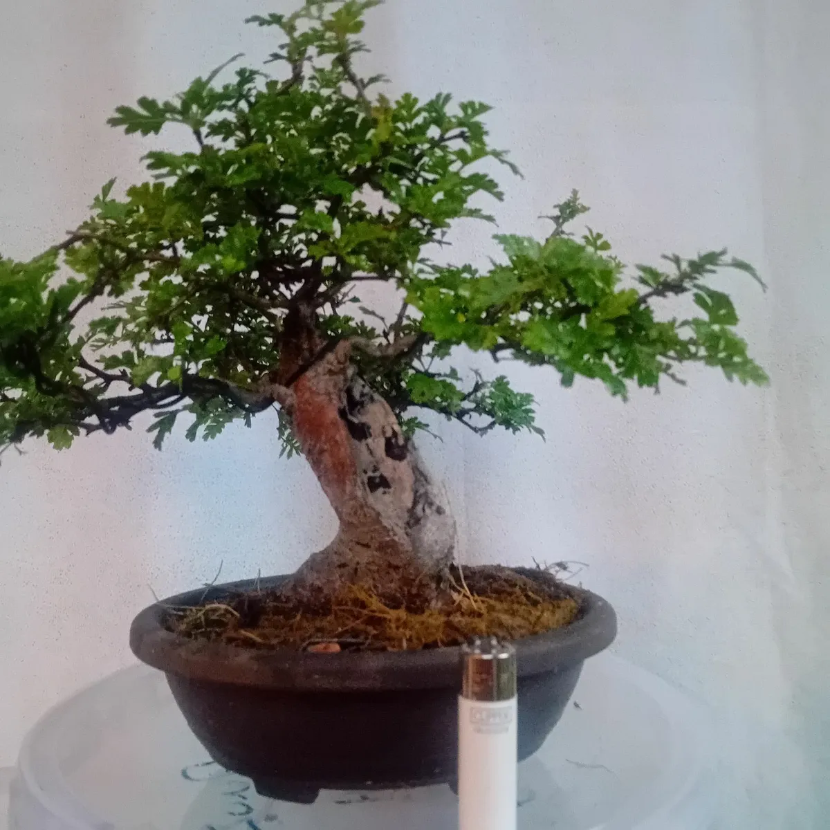 Bonsai - Image 4