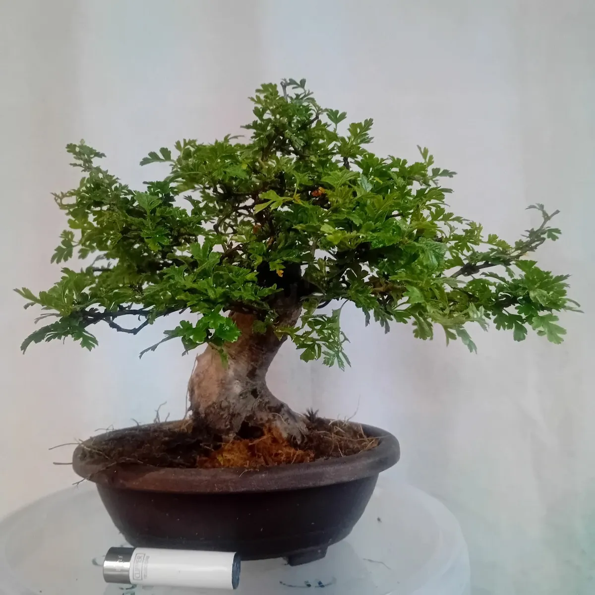 Bonsai - Image 1