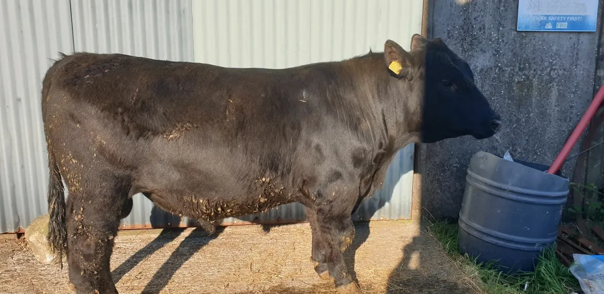 Pedigree AA Bulls - Image 2