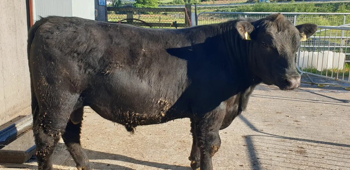 Pedigree AA Bulls - Image 1
