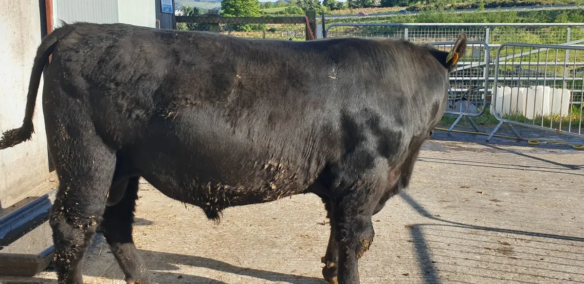 Pedigree AA Bulls - Image 3