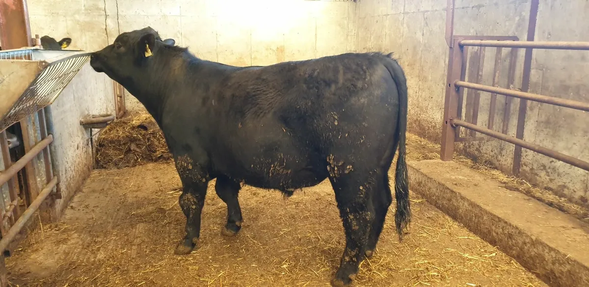Pedigree AA Bulls - Image 4