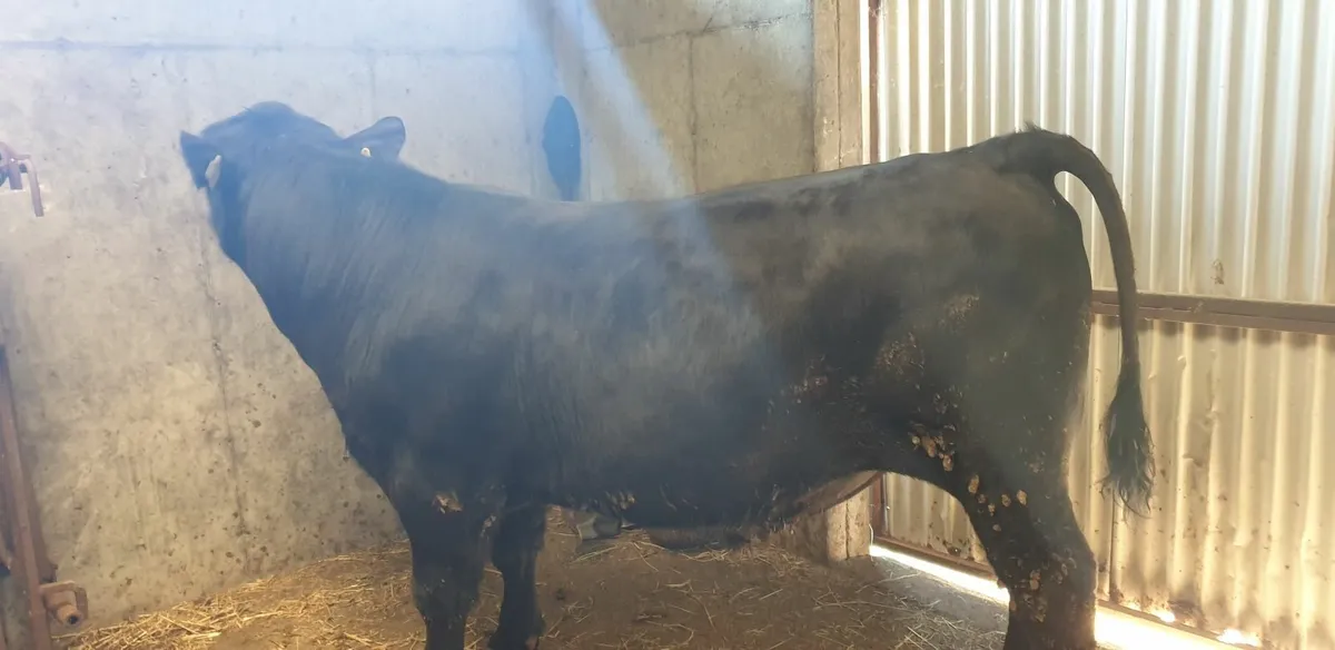 Pedigree AA Bulls - Image 4