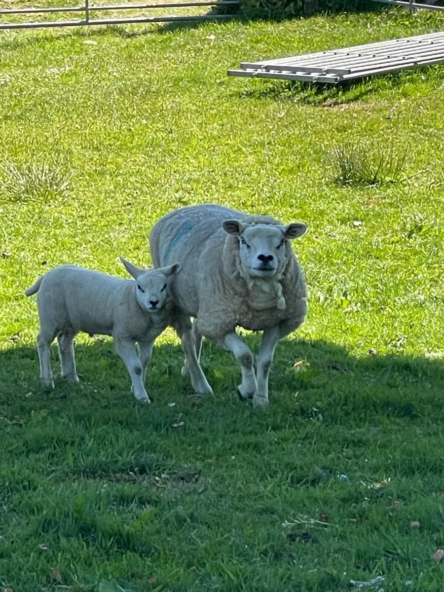 Texel ewe lambs at foot - Image 1