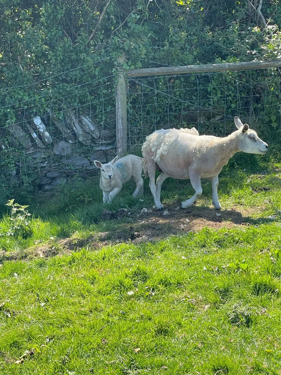Texel ewe lambs at foot - Image 2