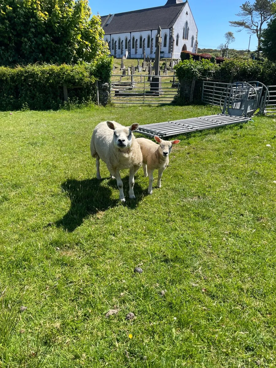 Texel ewe lambs at foot - Image 3
