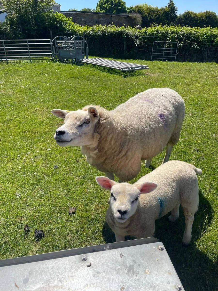 Texel ewe lambs at foot - Image 4