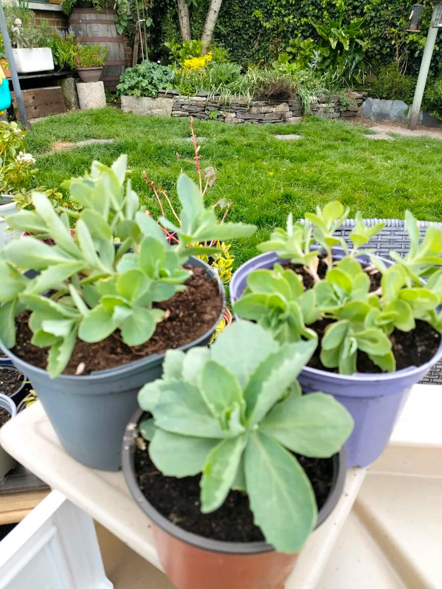 Perennial plants don’t get much easier than sedum, - Image 2