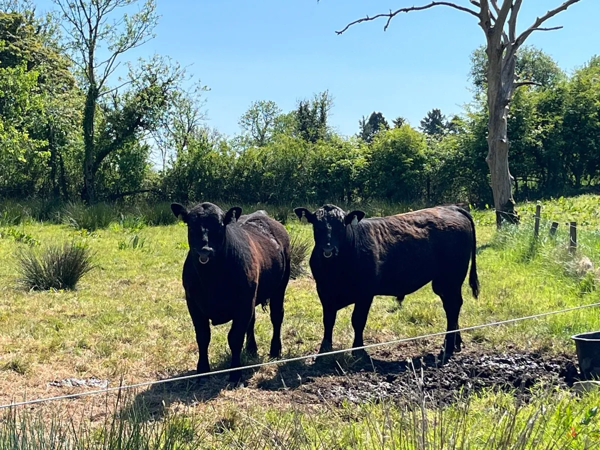 Pedigree Aberdeen Angus Bulls - Image 2