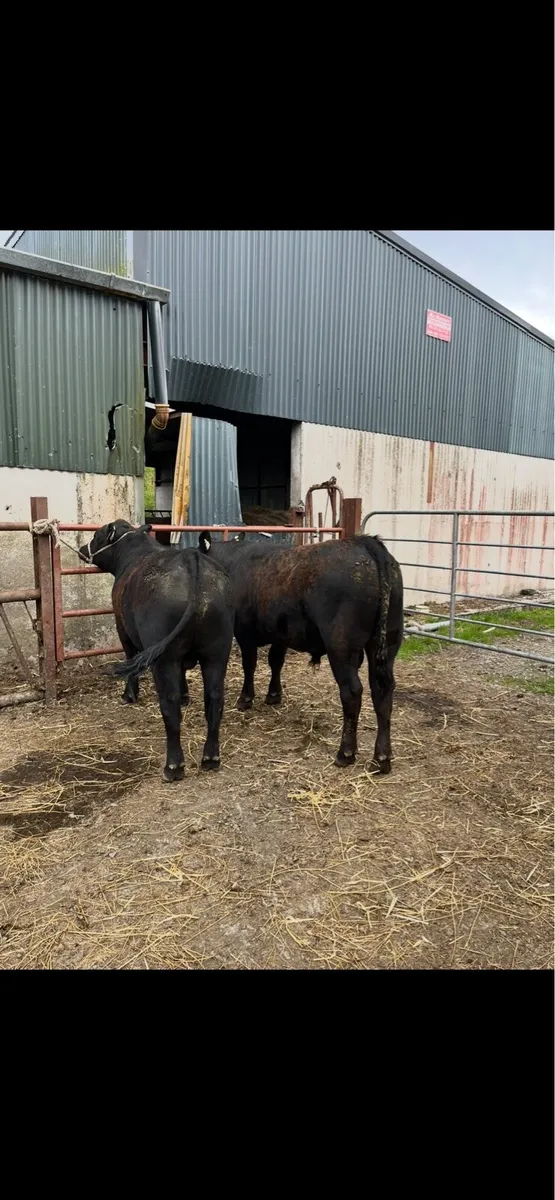 Pedigree Aberdeen Angus Bulls - Image 3