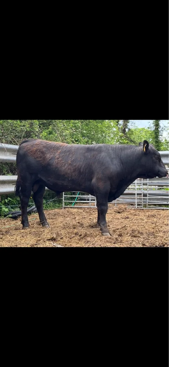 Pedigree Aberdeen Angus Bulls - Image 4
