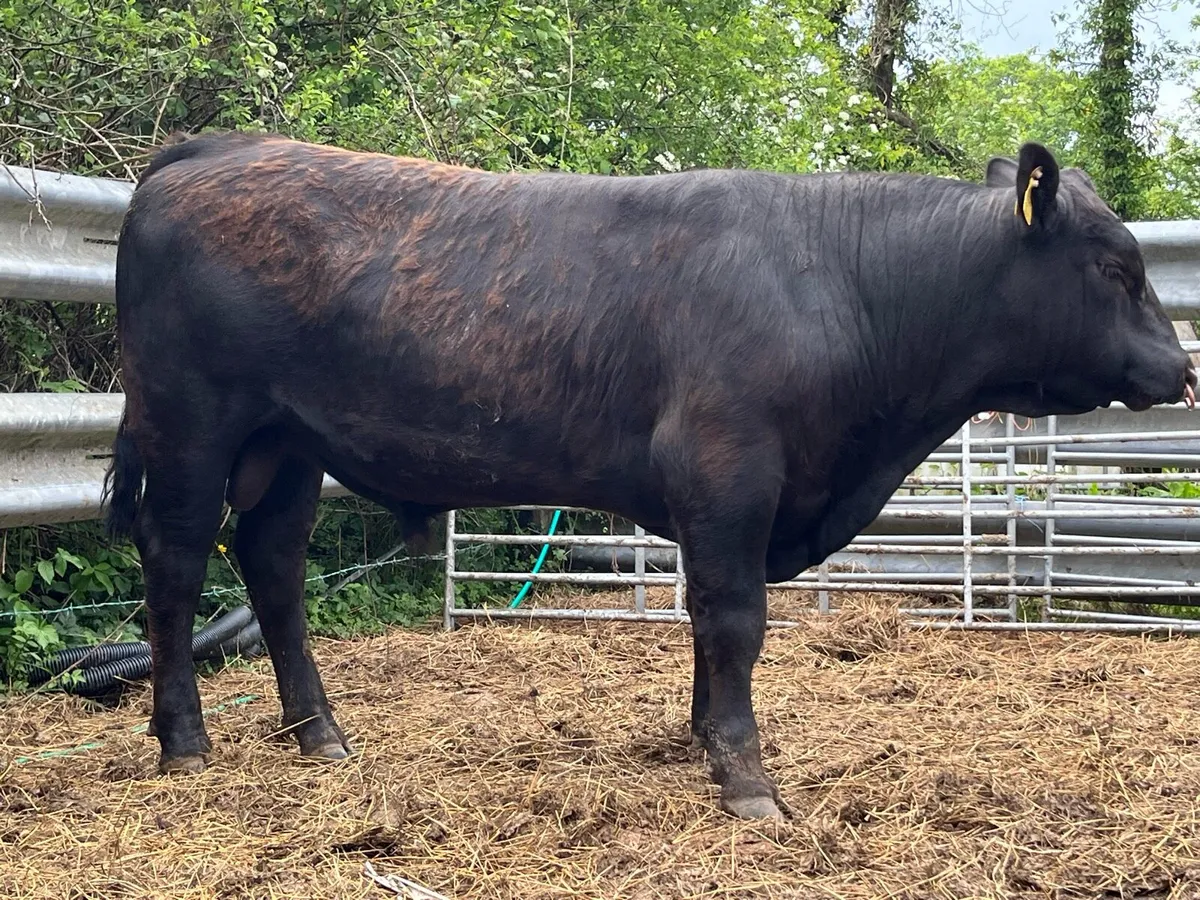 Pedigree Aberdeen Angus Bulls - Image 1