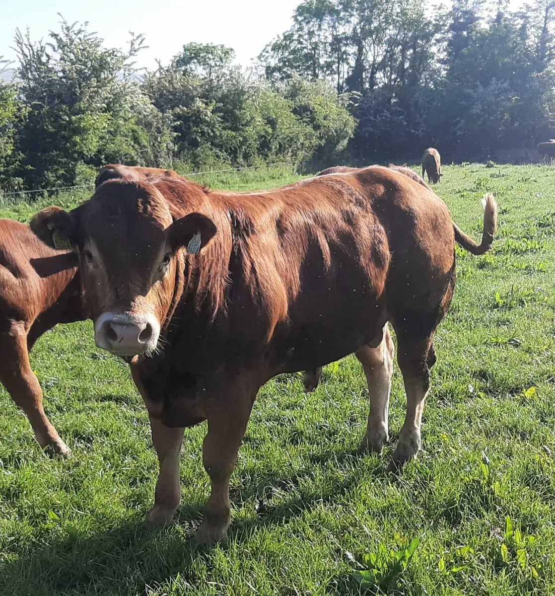 SCEP eligible AI bred Purebred Limousin Bulls - Image 2