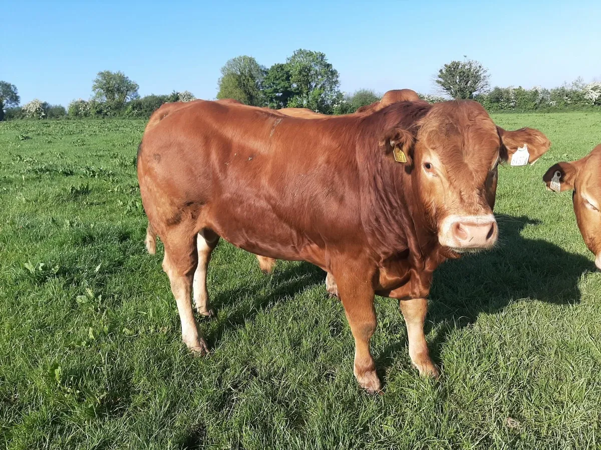 SCEP eligible AI bred Purebred Limousin Bulls - Image 3