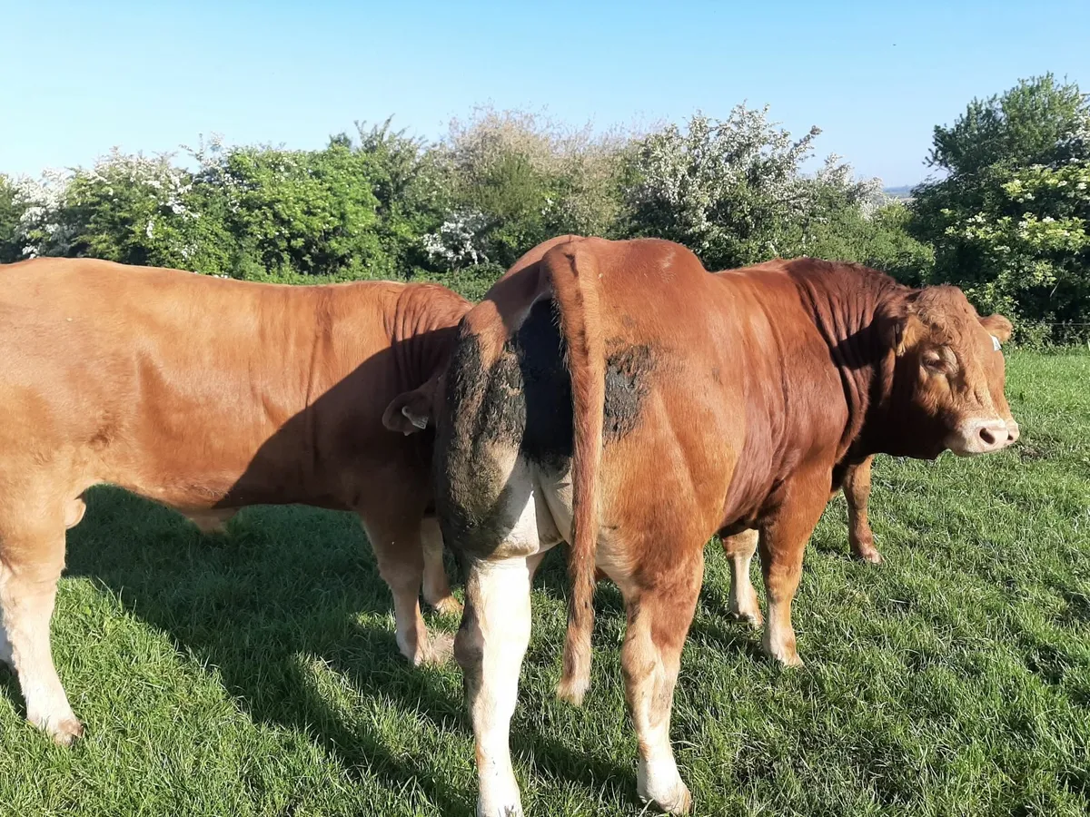 SCEP eligible AI bred Purebred Limousin Bulls - Image 4