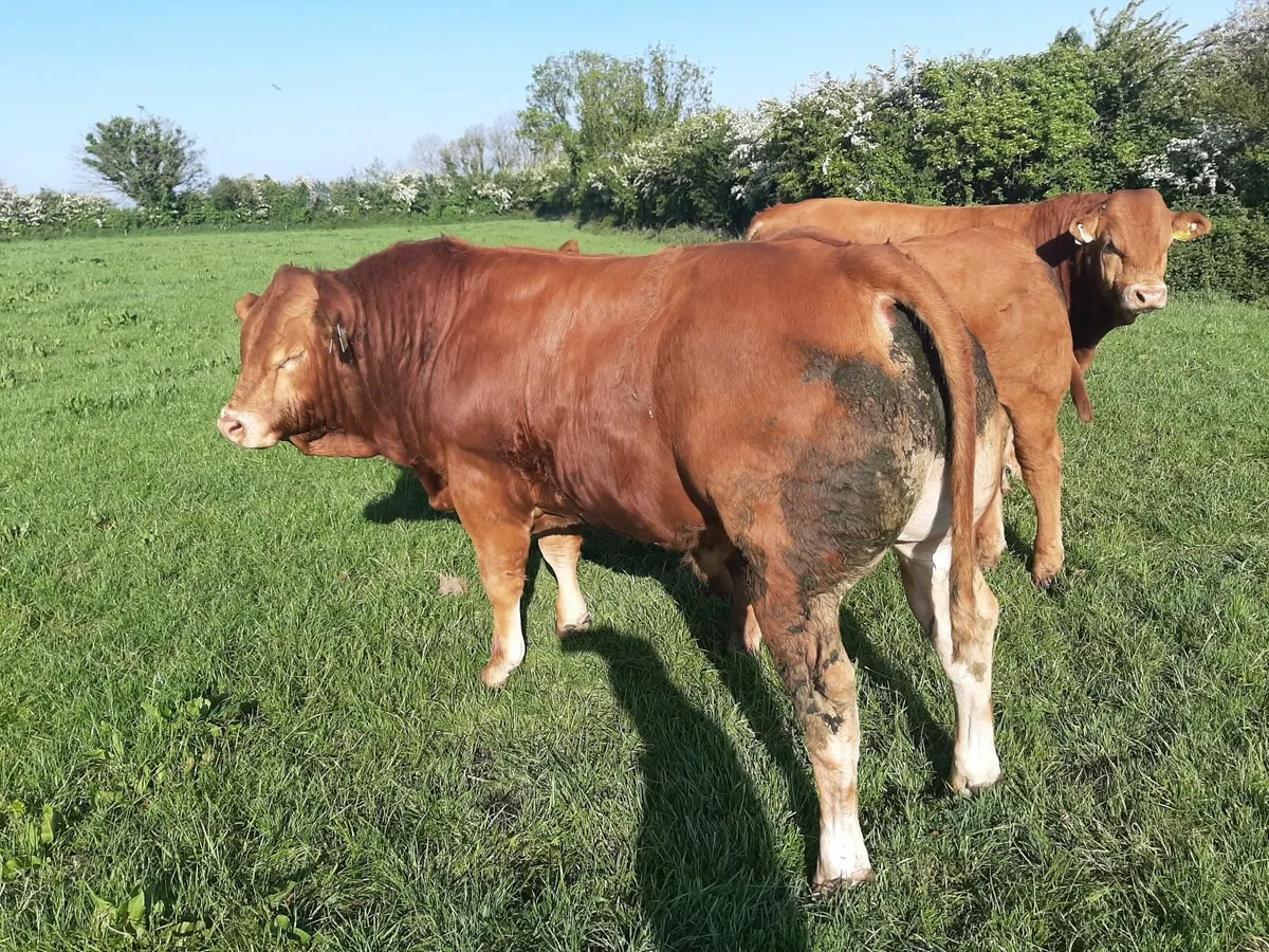 SCEP eligible AI bred Purebred Limousin Bulls - Image 1