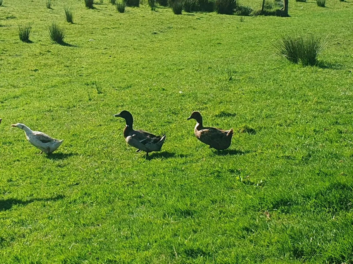 Poultry - Image 2