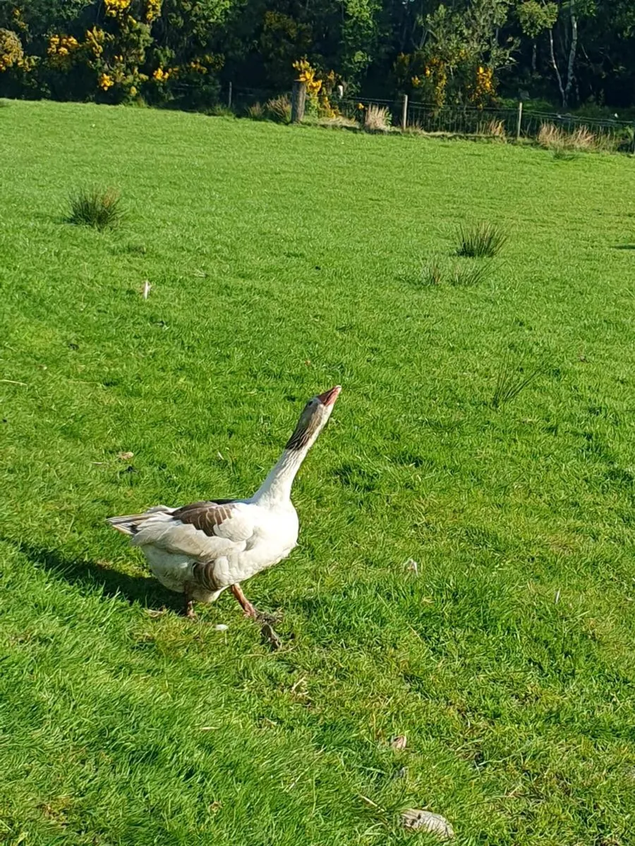 Poultry - Image 3