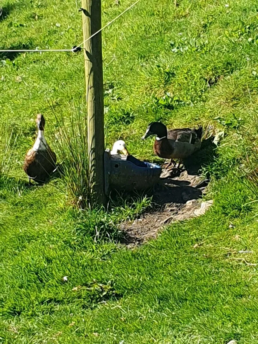 Poultry - Image 4