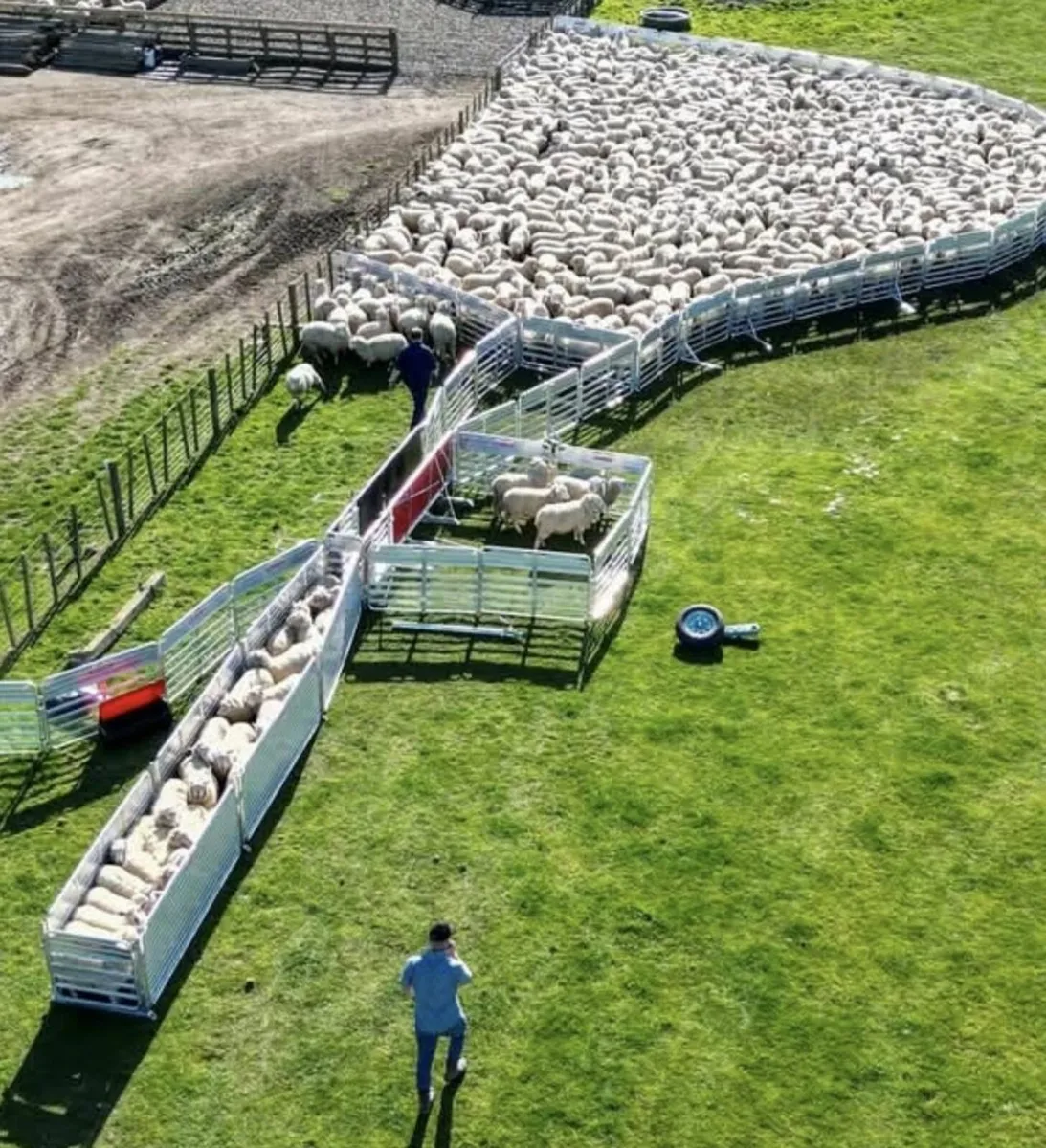 Sheep Hurdles & Systems - Image 2