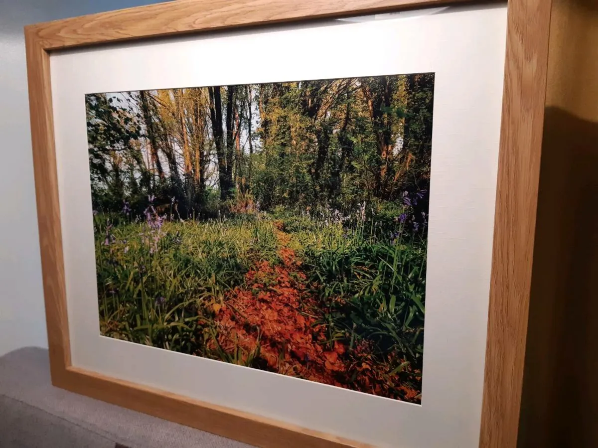 Ballyannan Woods, Midleton - Image 3