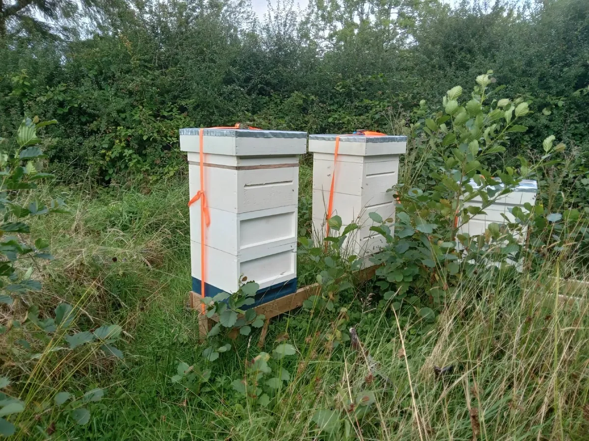 Nucs of Bees - Image 2