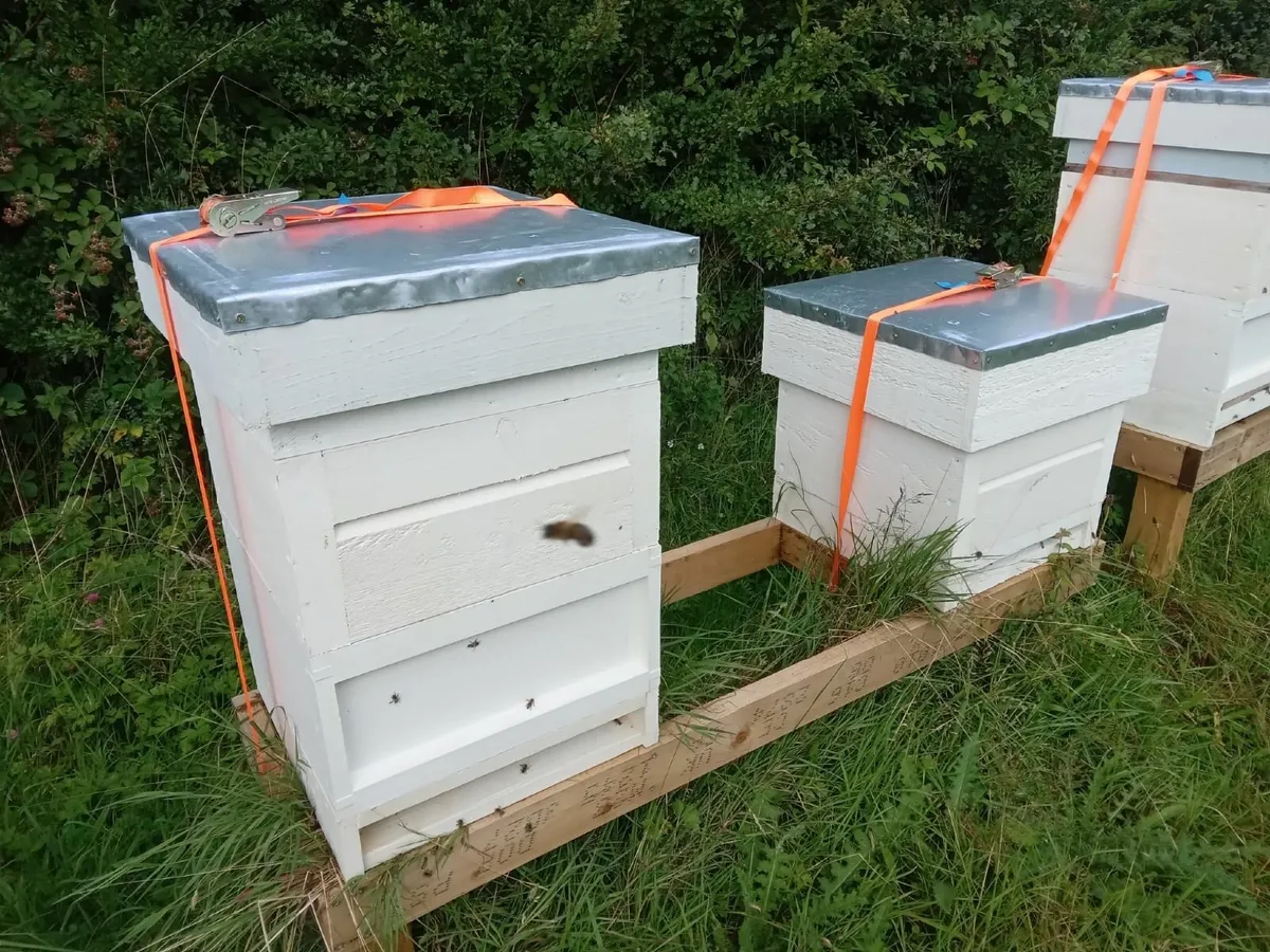 Nucs of Bees - Image 3