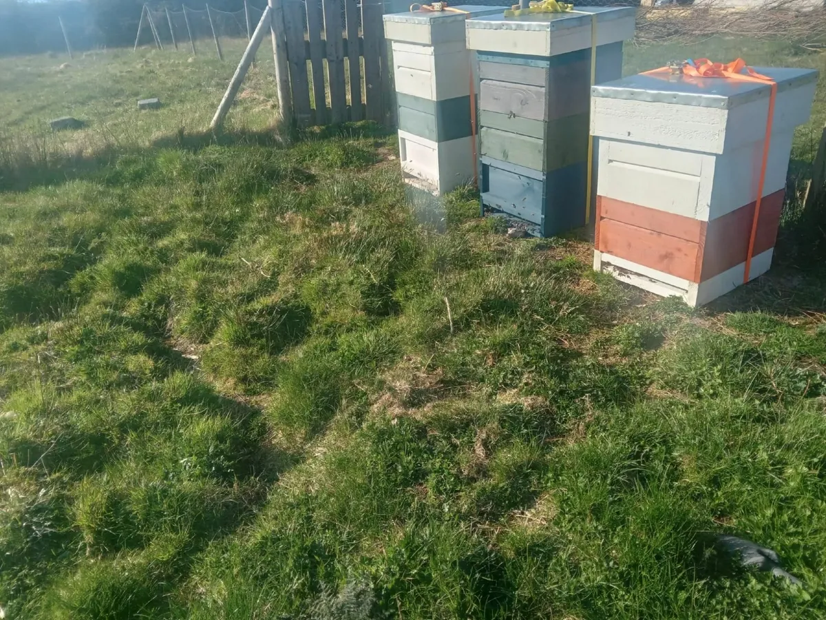 Nucs of Bees - Image 1